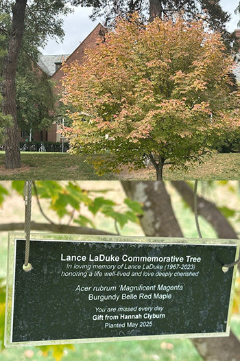 composite photo of a small tree in a field with a building in the background and on the bottom is a closeup of a plaque on that tree